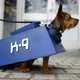 Illustration for article titled The Absolute Cutest Dog Cosplay of All Time